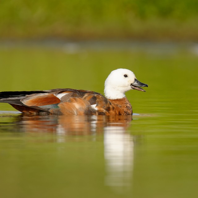 Paradise Shelduck
