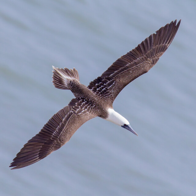 Peruvian Booby