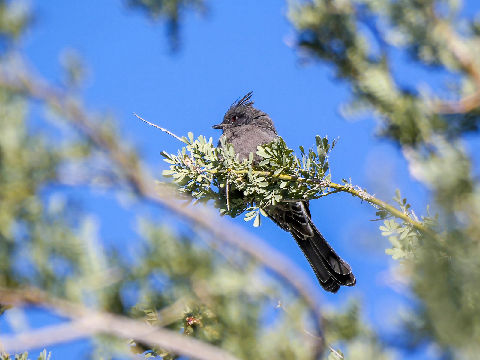 Phainopepla