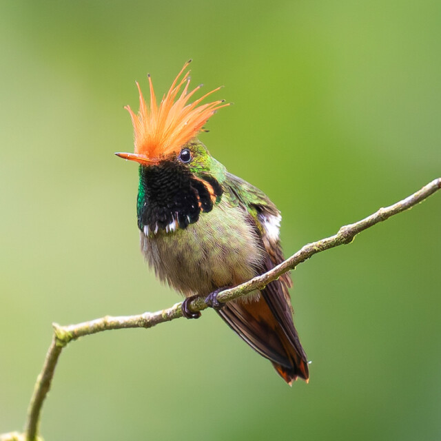 Rufous-crested Coquette