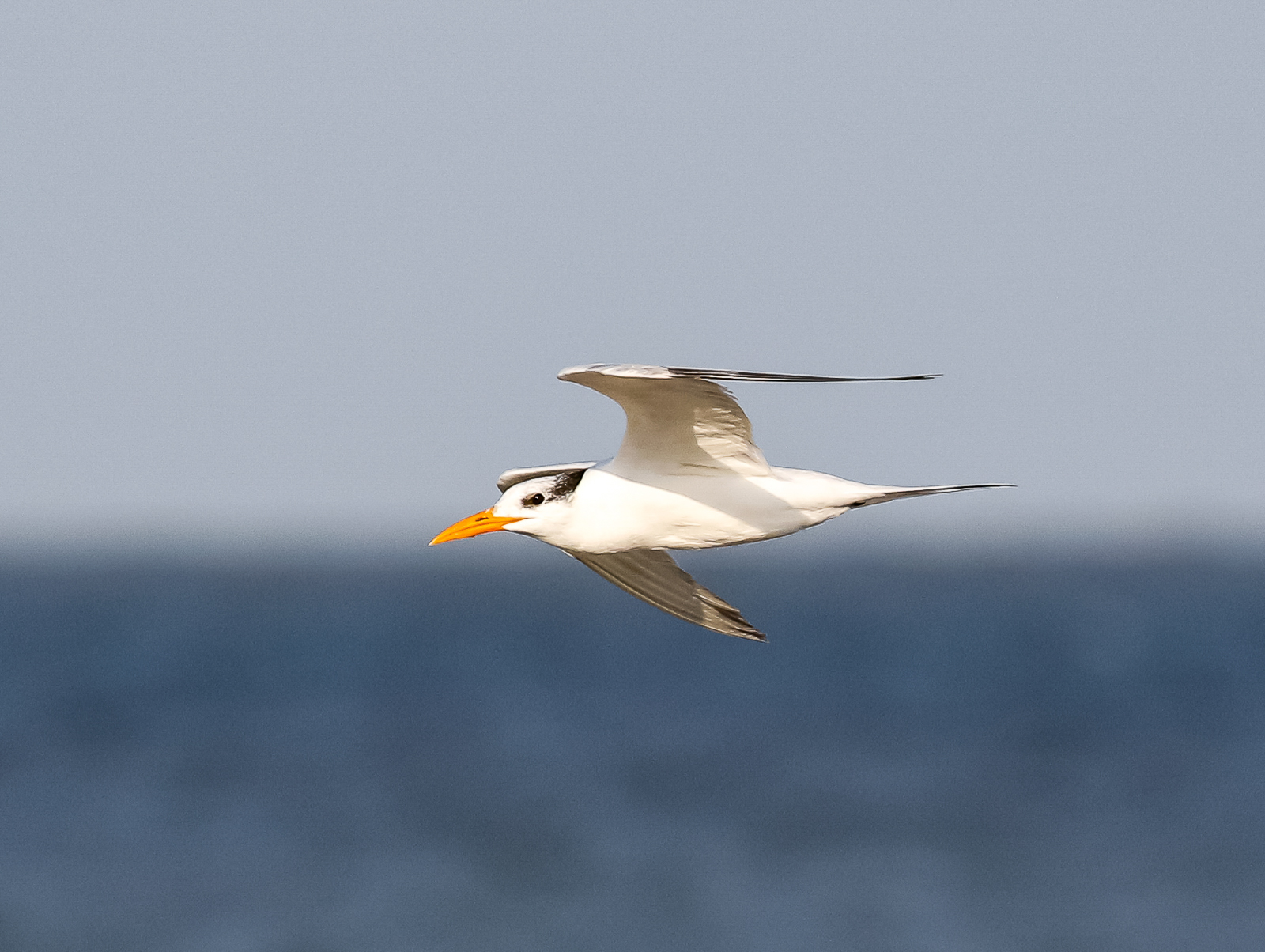 Royal Tern