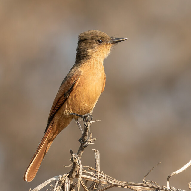 Rufous Flycatcher