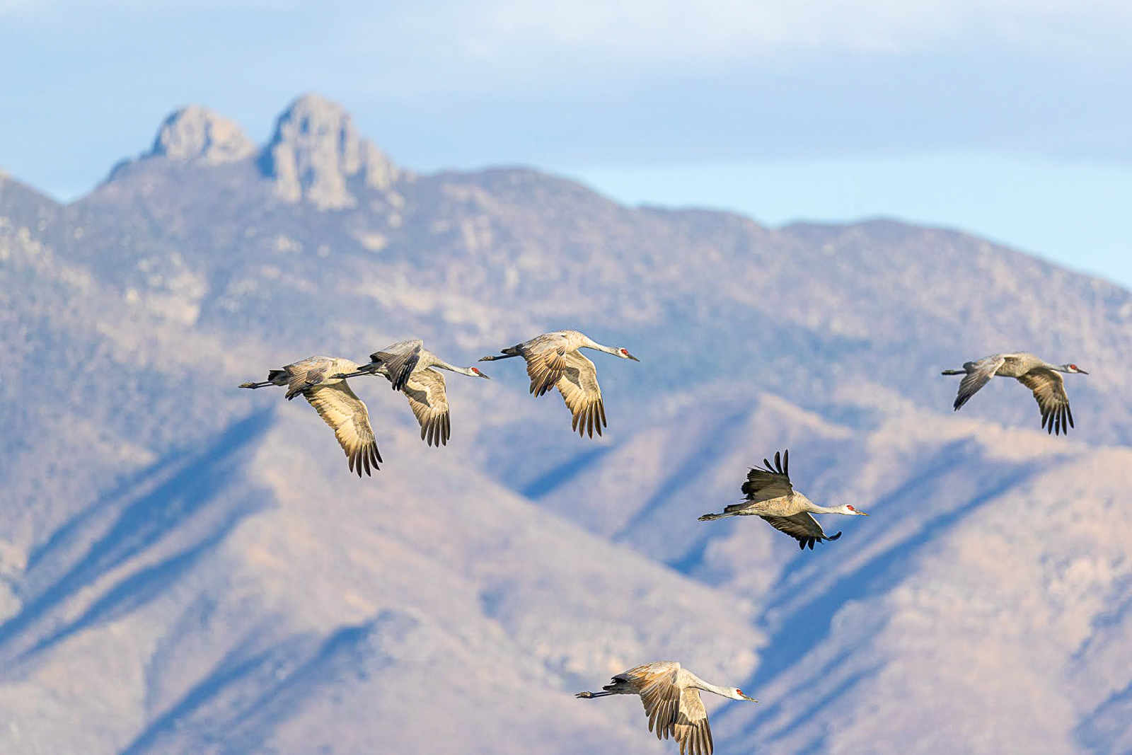 Sandhill Cranes in flight