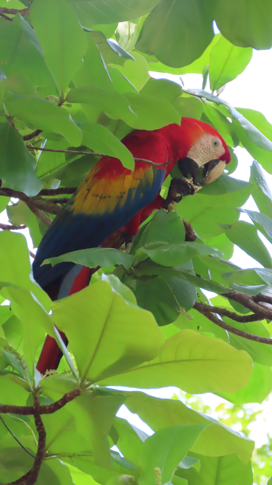 Scarlet Macaw