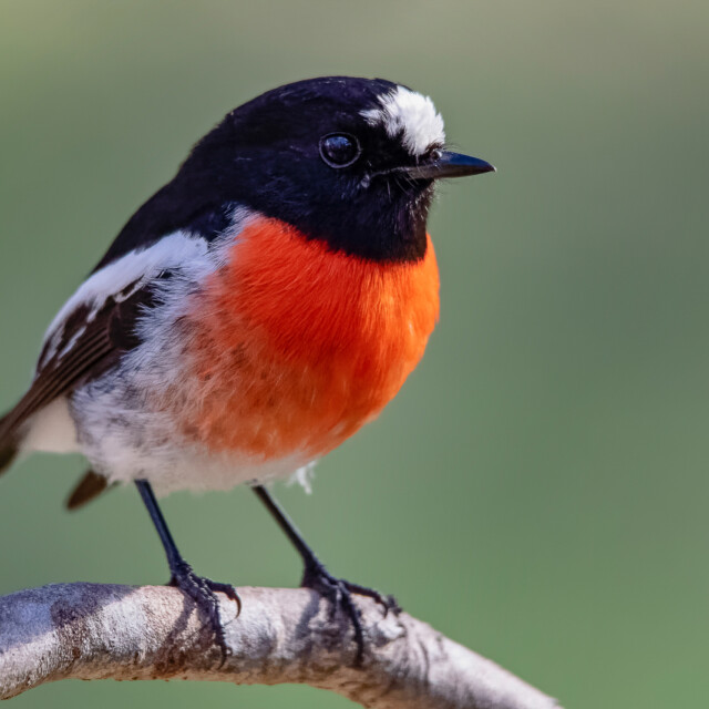 Scarlet Robin (Petroica multicolor)