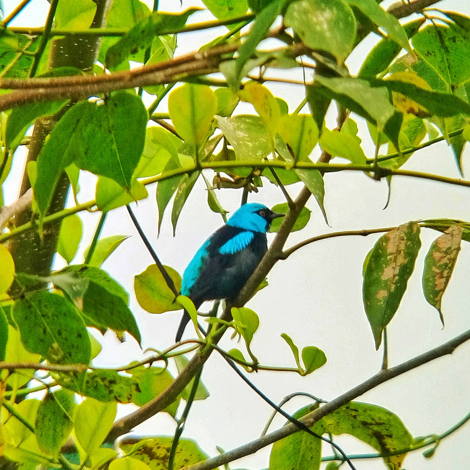 Scarlet-thighed Dacnis