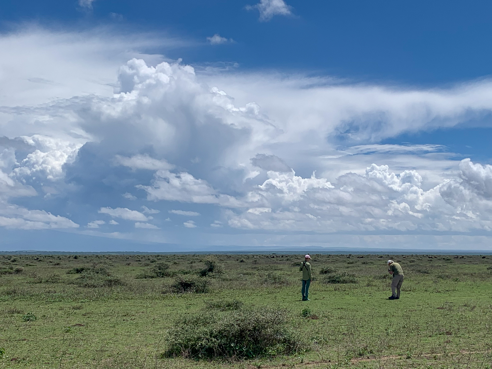 Short grass plains near Ndutu