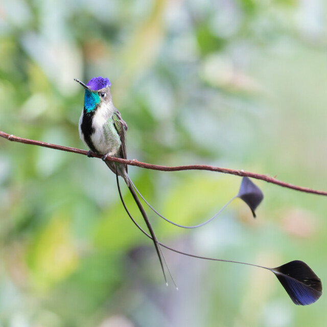Spatuletail