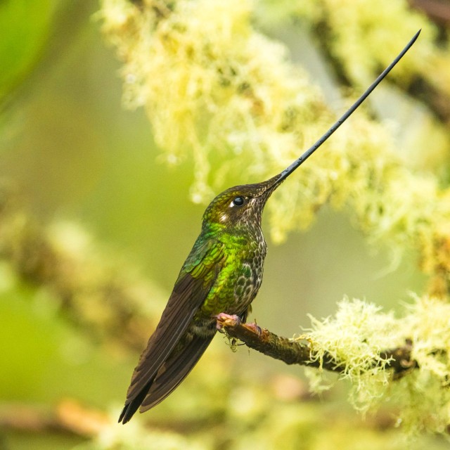 Sword-billed Hummingbird