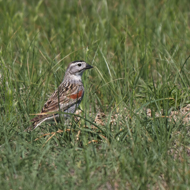 Thick-billed Longspur at Pawnee National Grassland