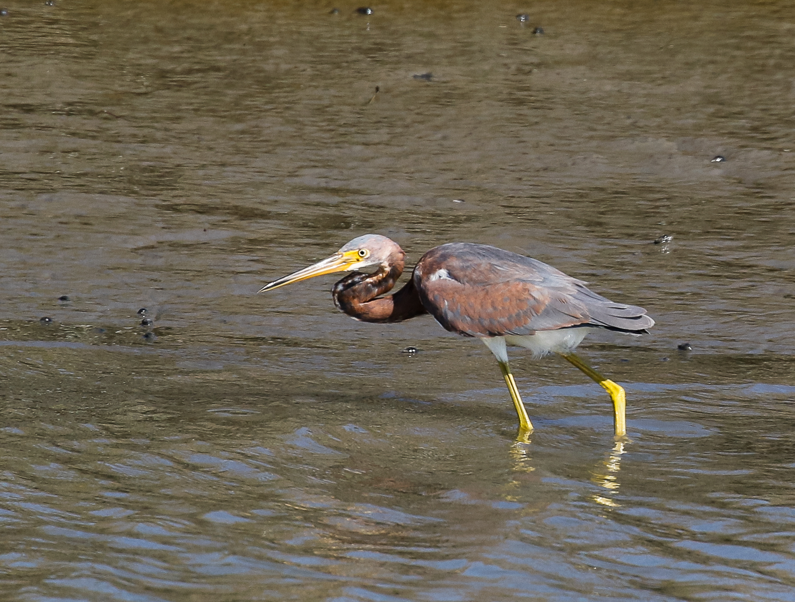 Tricolored Heron