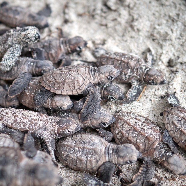 Sea turtles
