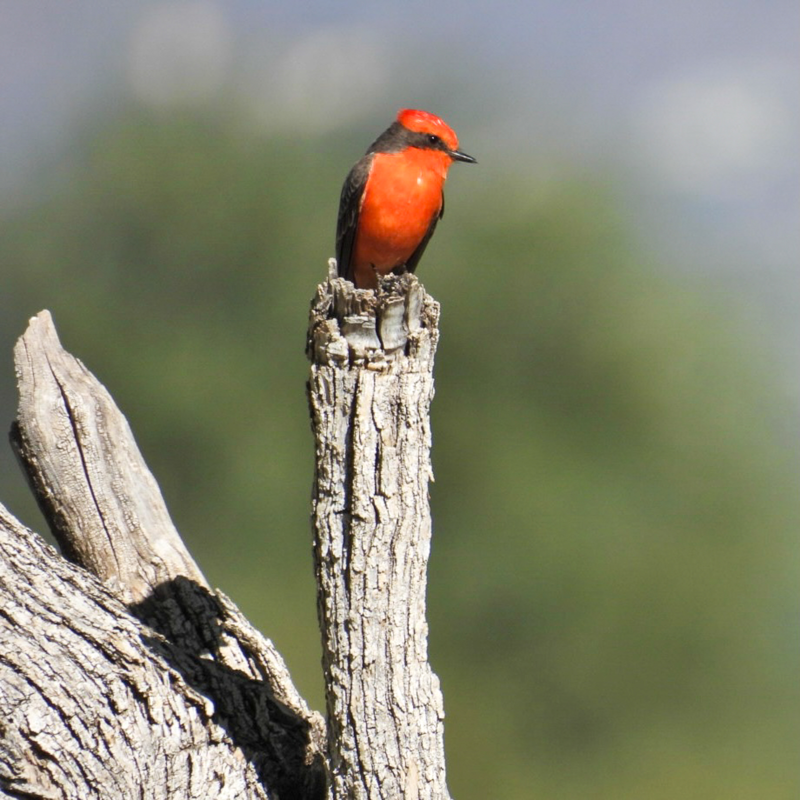 Vermilion Flycatcher