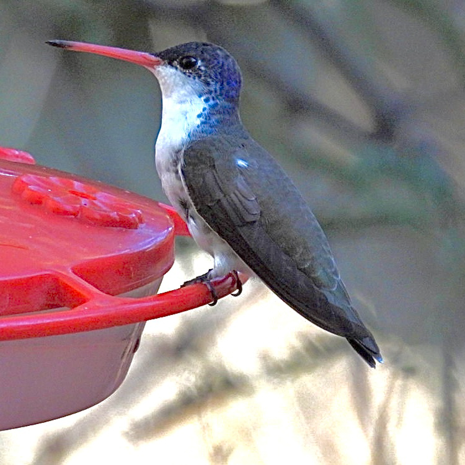 Viotlet-crowned Hummingbird