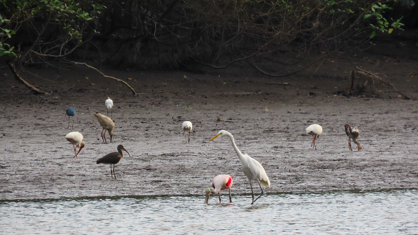 A variety of waders