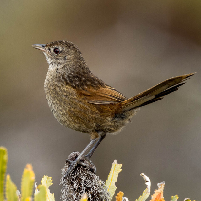 Western Bristlebird