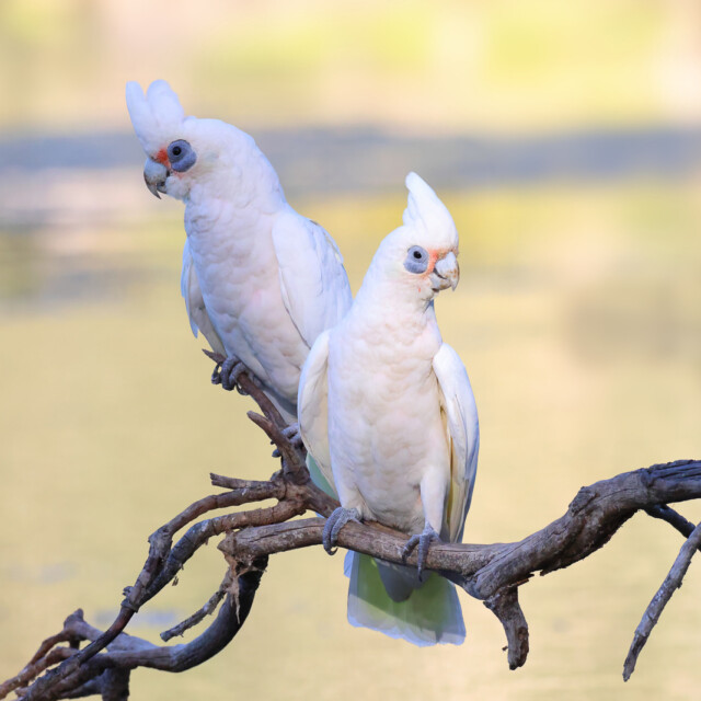 Two western corellas (white and yellow cockatoo or parrot)