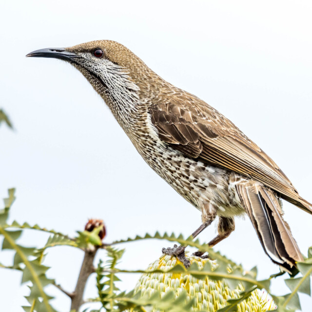 Western Wattlebird