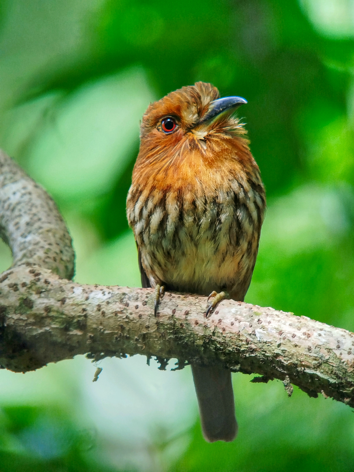 White-whiskered Puffbird