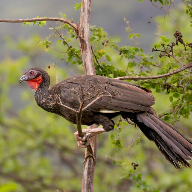 White winged Guan
