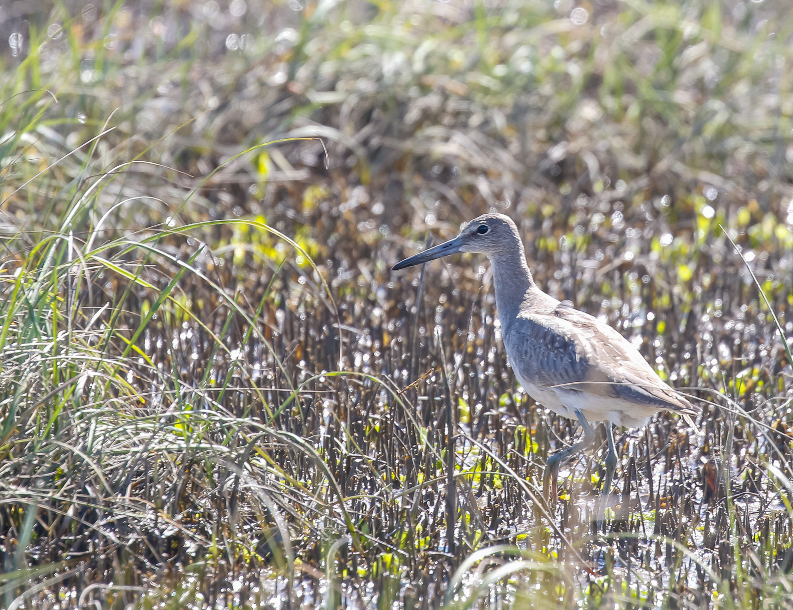 Willet