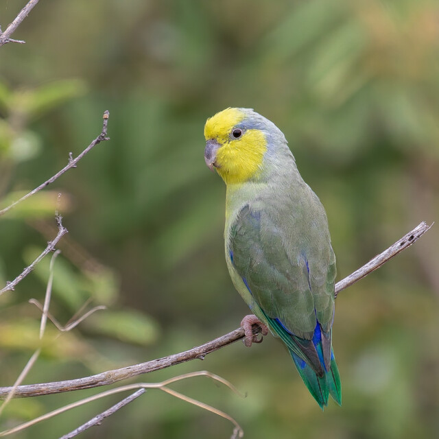 Yellow-faced Parrotlet