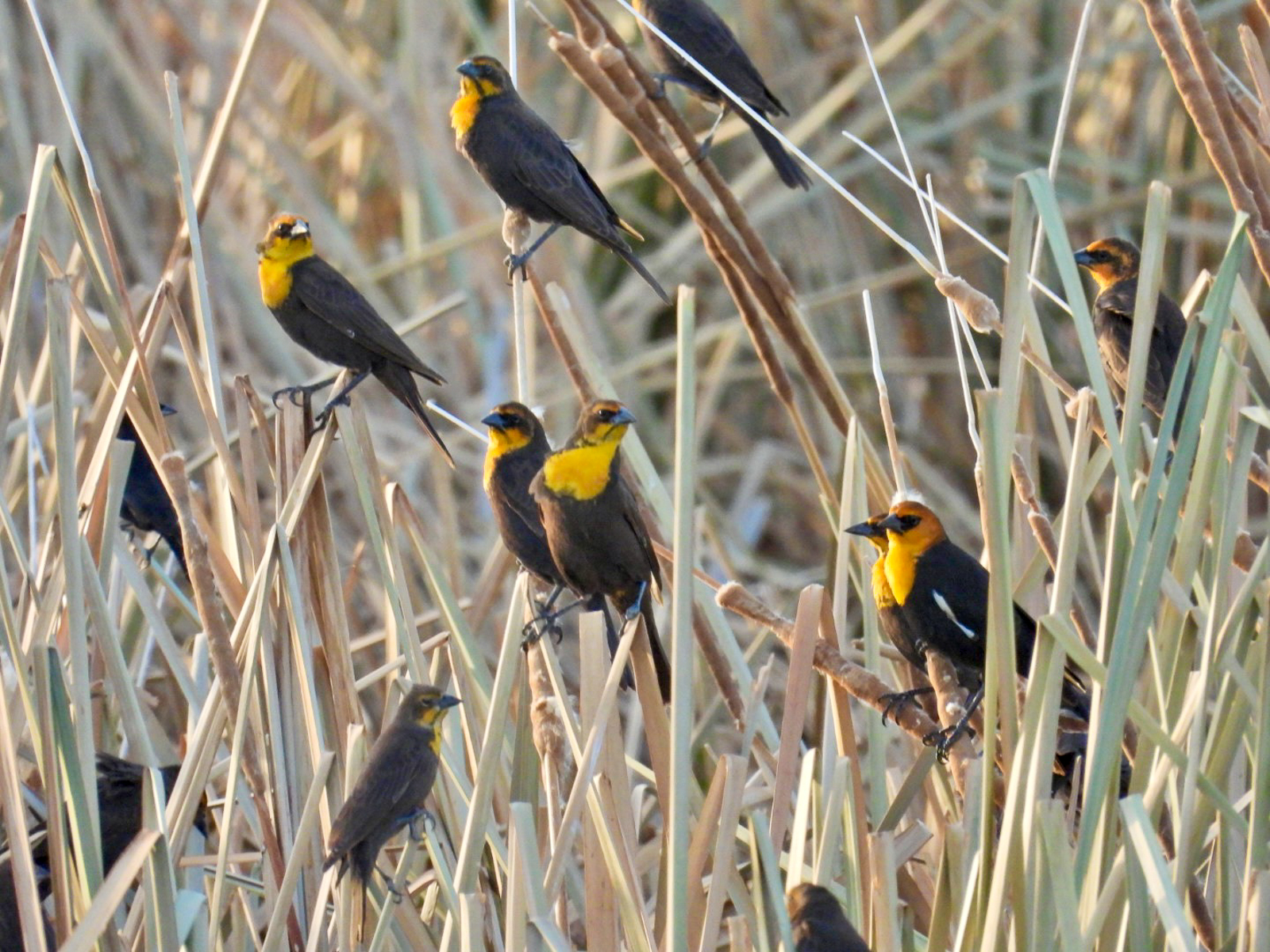 Yellow-headed Blackbirds