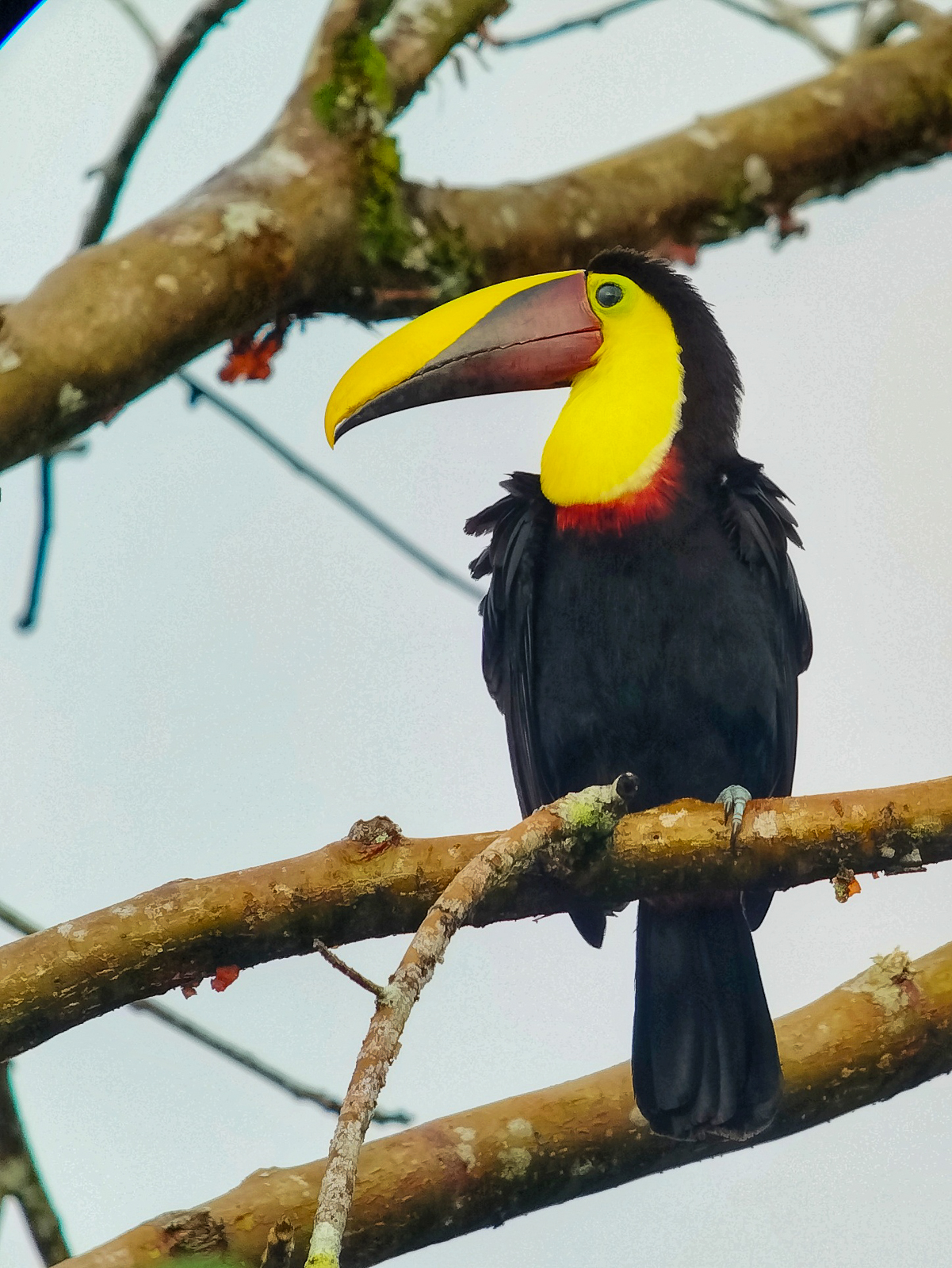 Yellow-throated Toucan