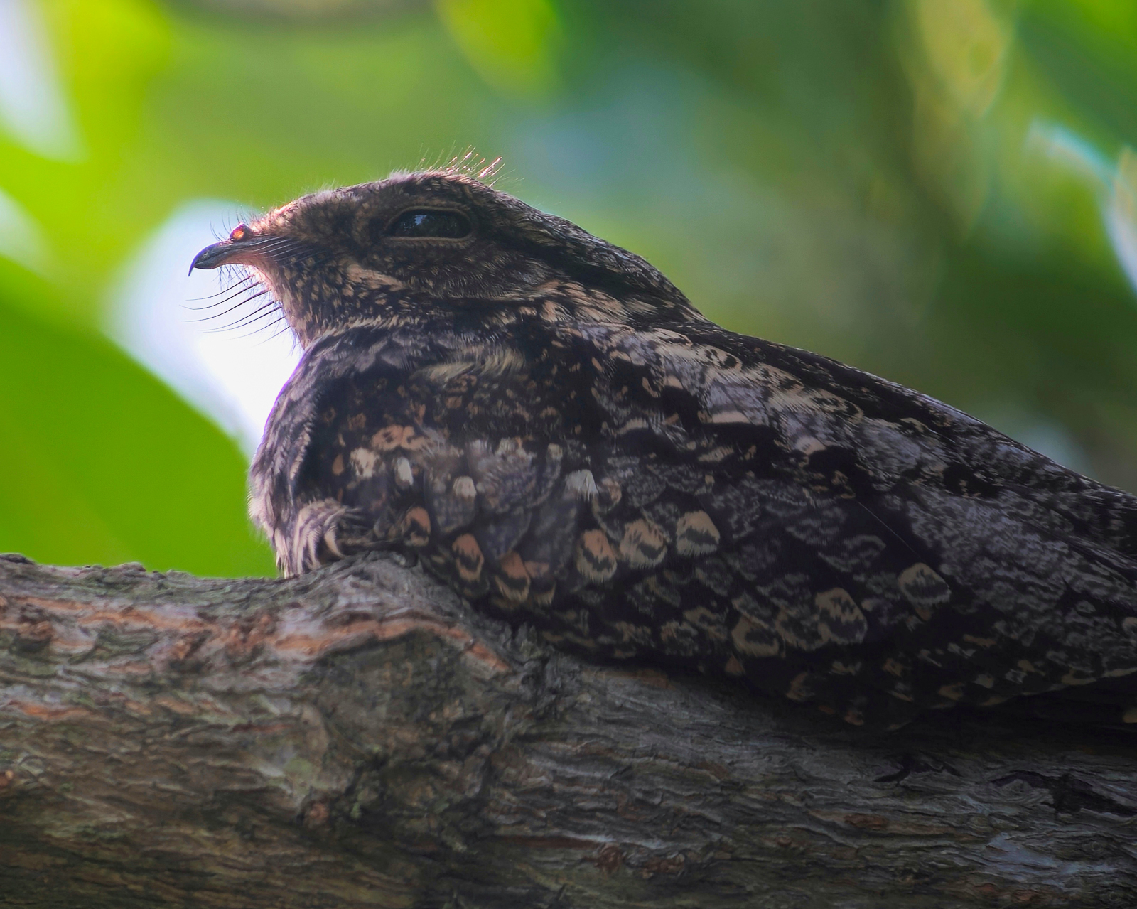 Grey Nightjar