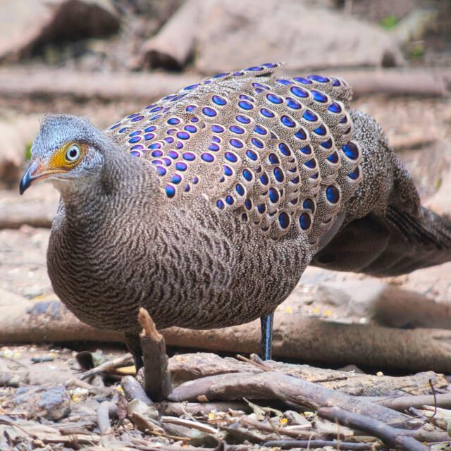 Gray Peacock-Pheasant