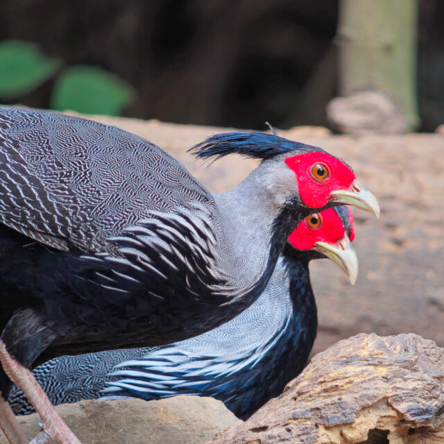 Kalij Pheasant