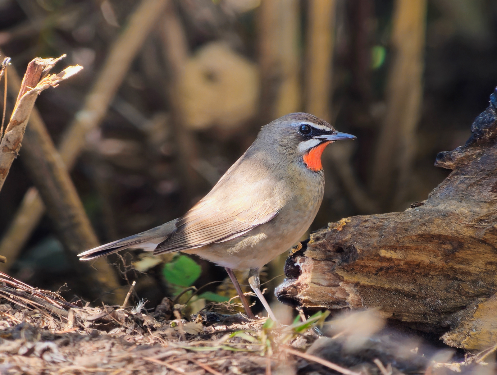 Siberian Rubythroat