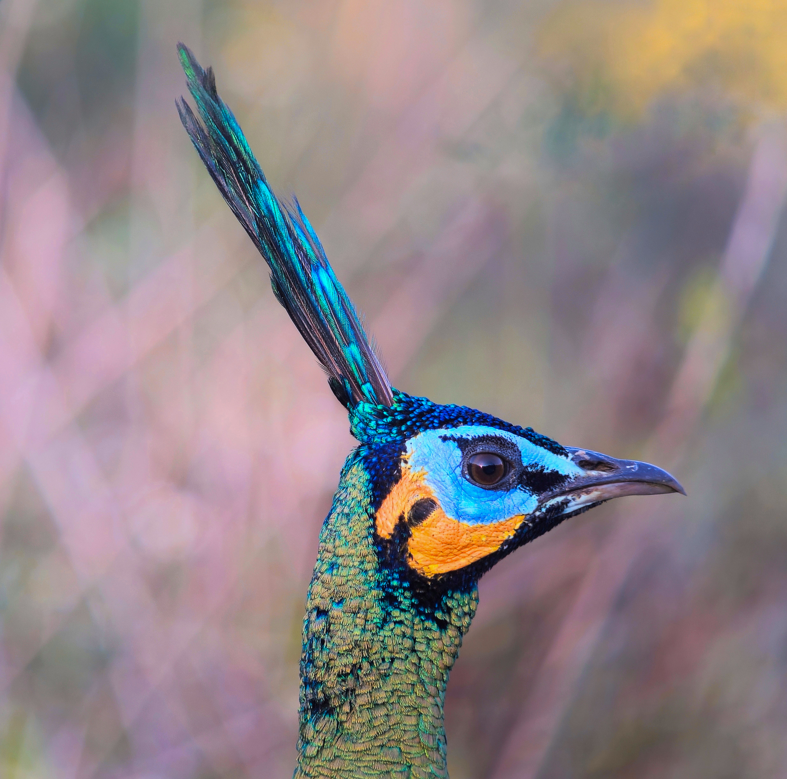 Green Peafowl, Thailand
