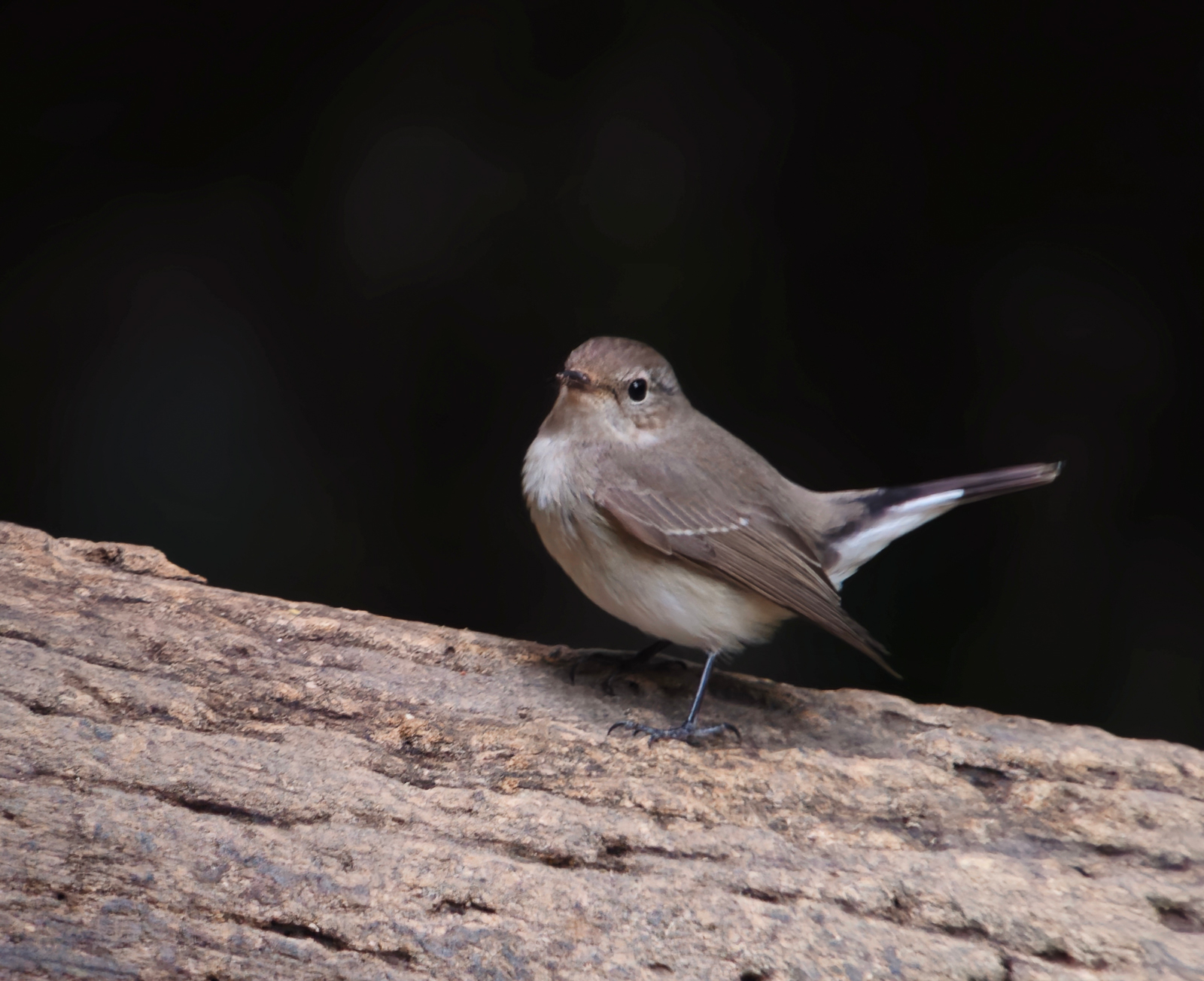 Taiga Flycatcher