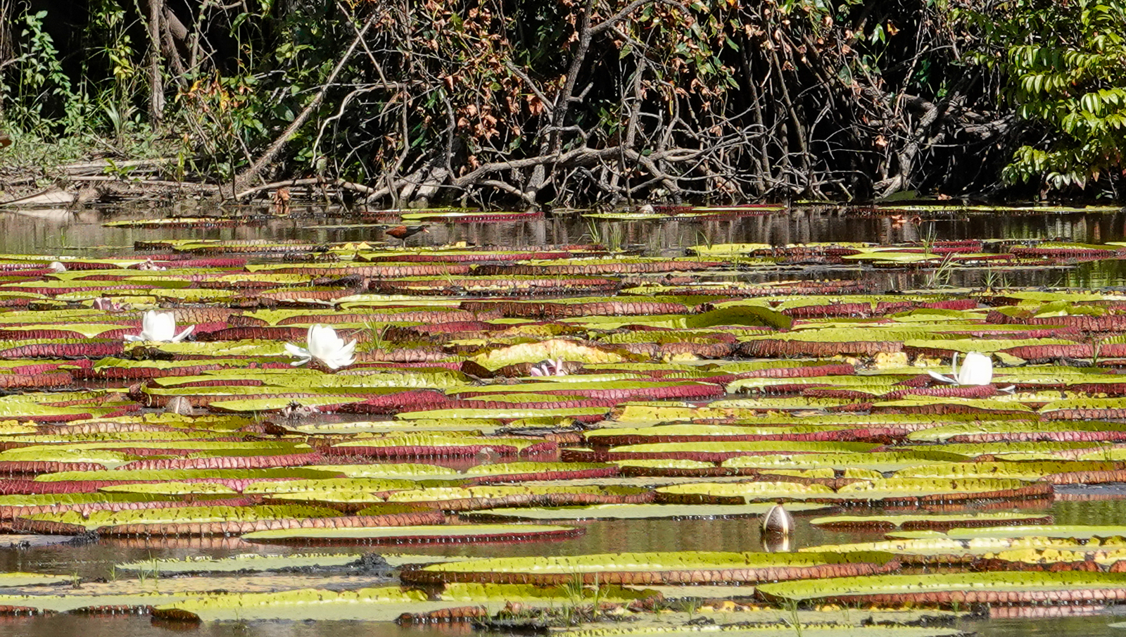 Amazon Giant Waterlilies