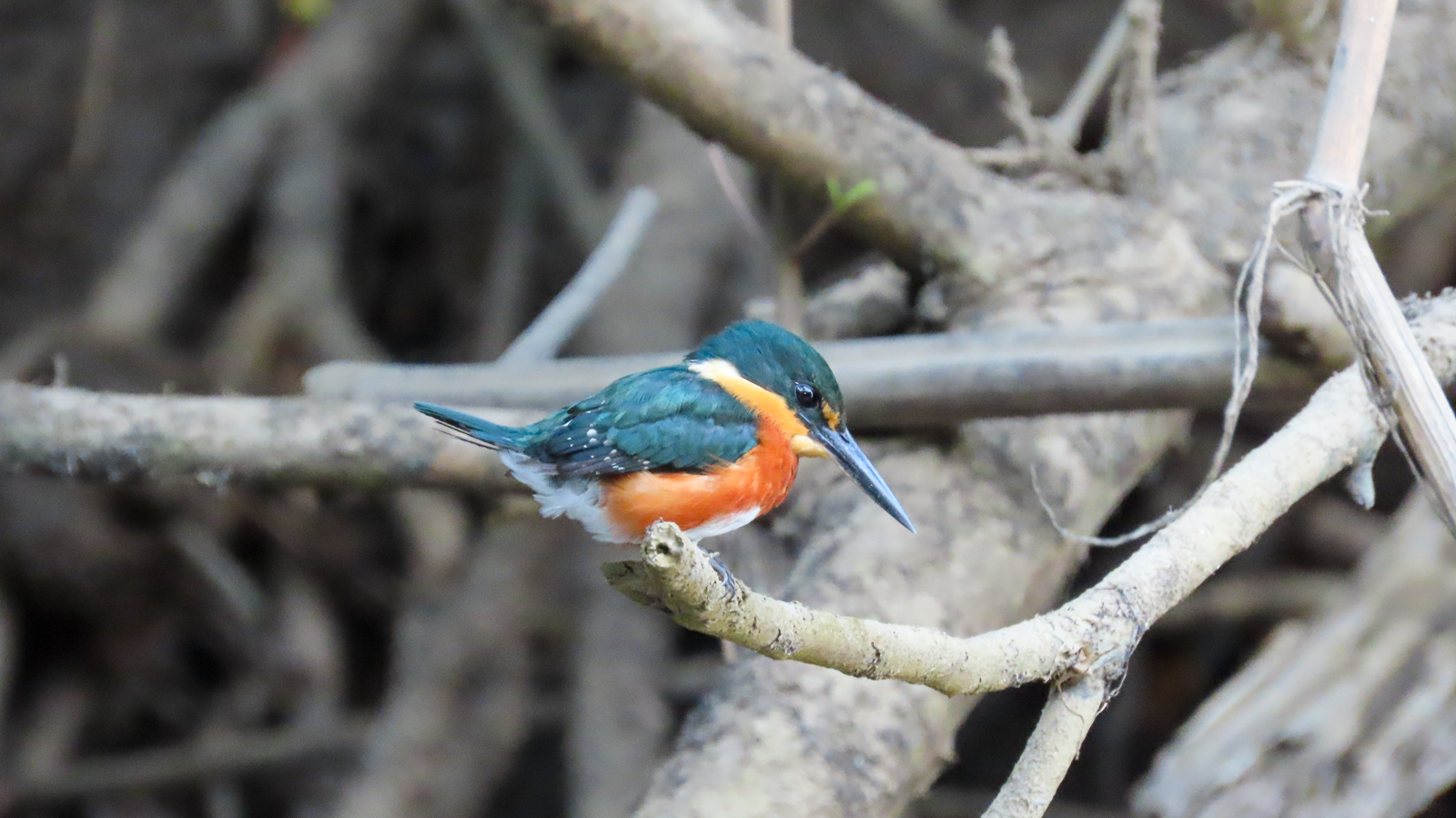 American Pygmy Kingfisher