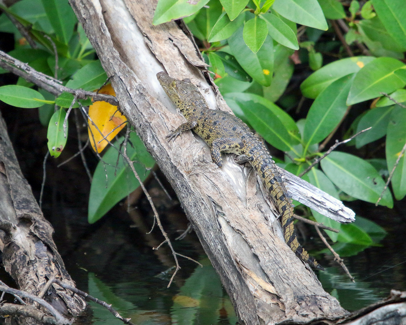 Baby American Crocodile