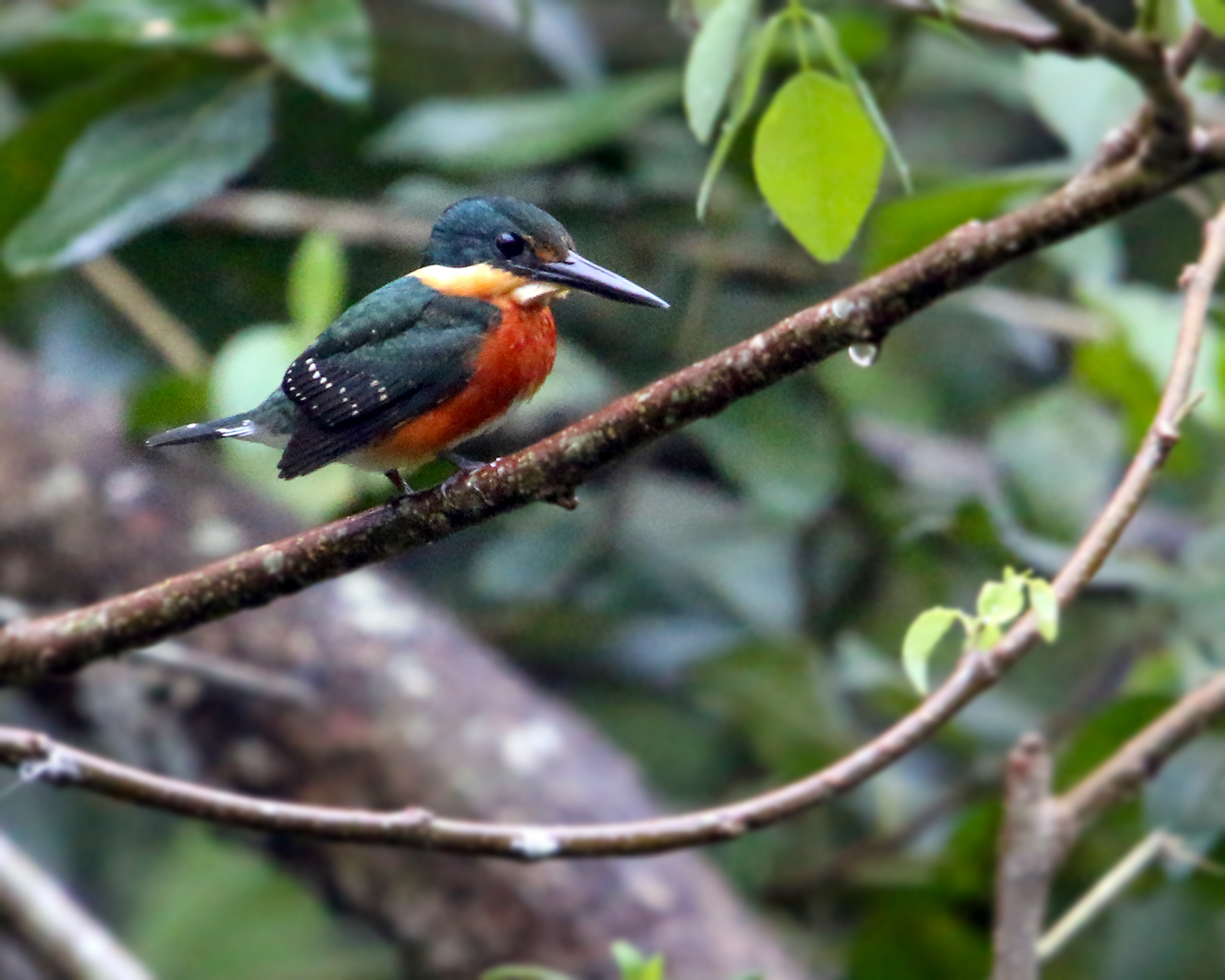 American Pygmy Kingfisher