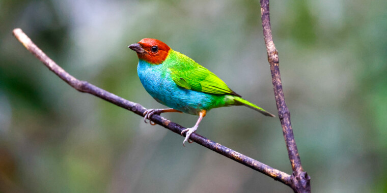 Panama Trip Report – Jan 2025