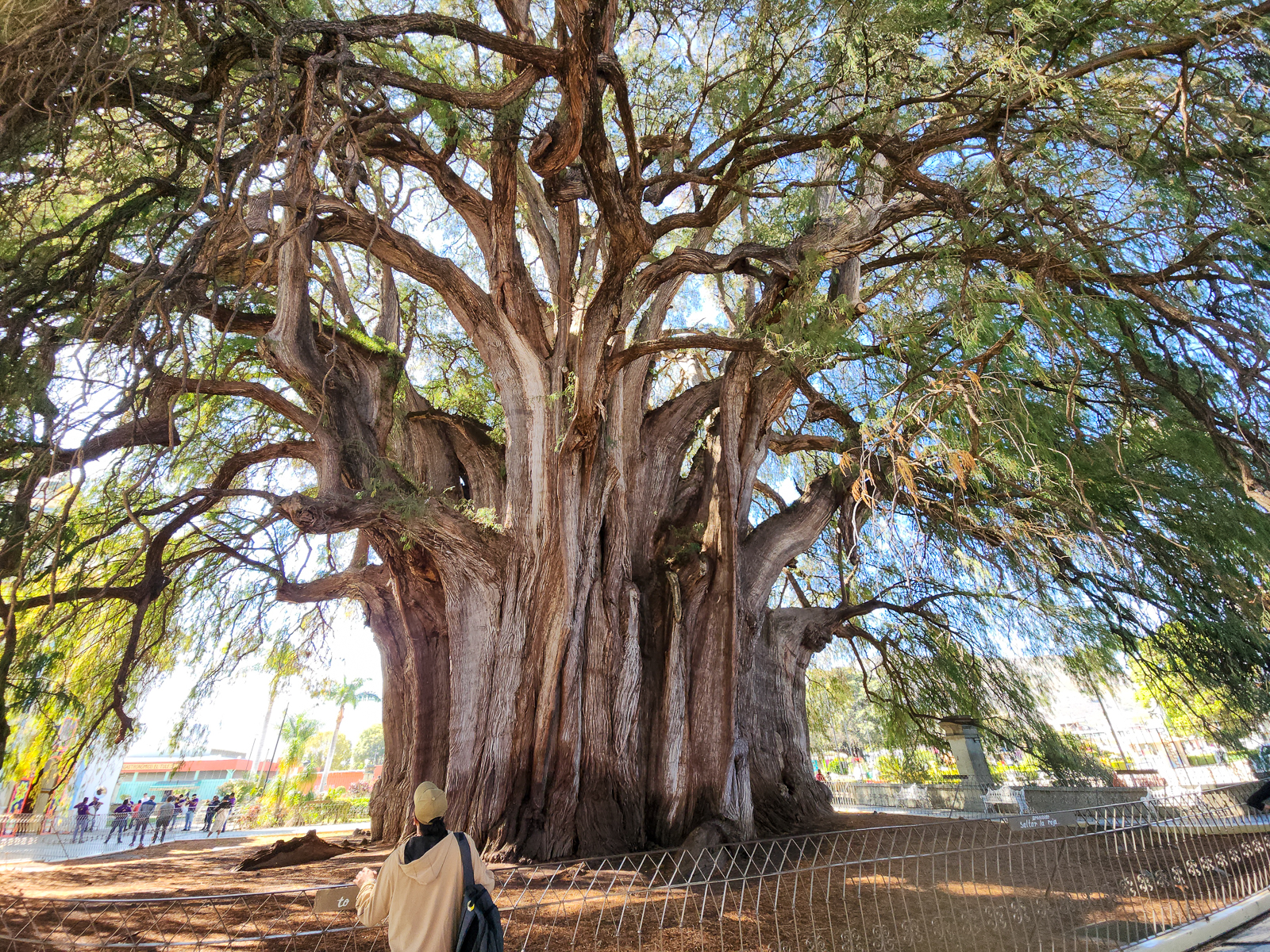 Tule tree