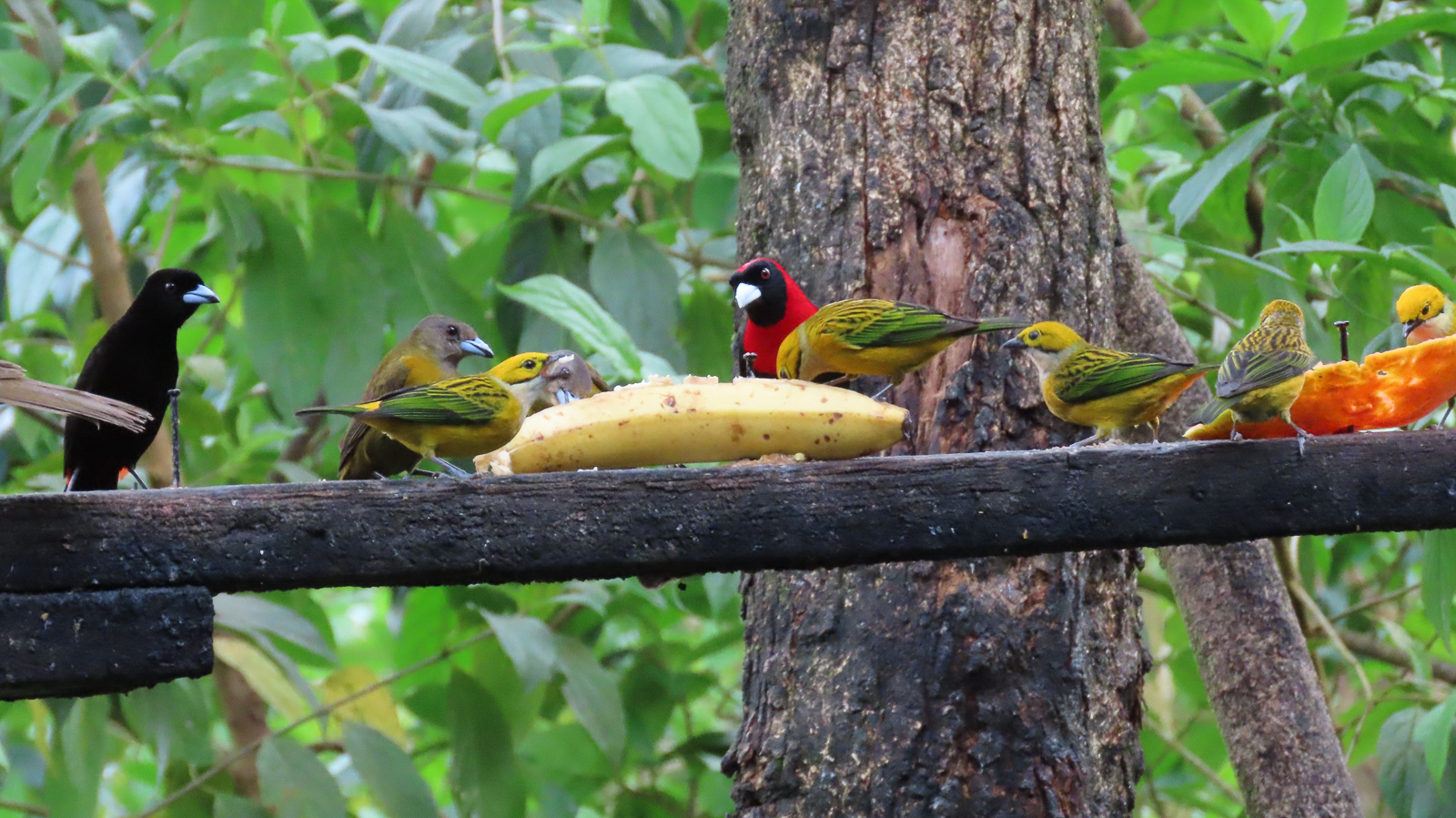 Bird feeder at Cinchona