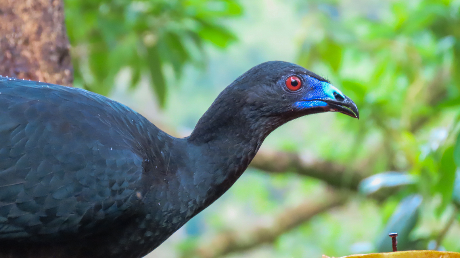 Black Guan