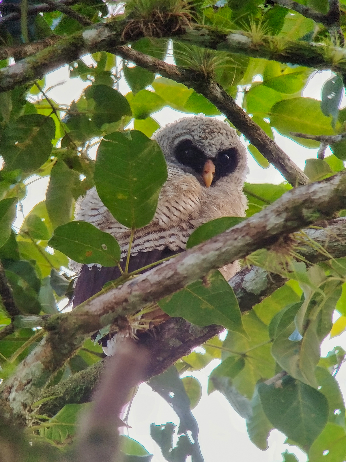 Black-and-white Owl fledgling