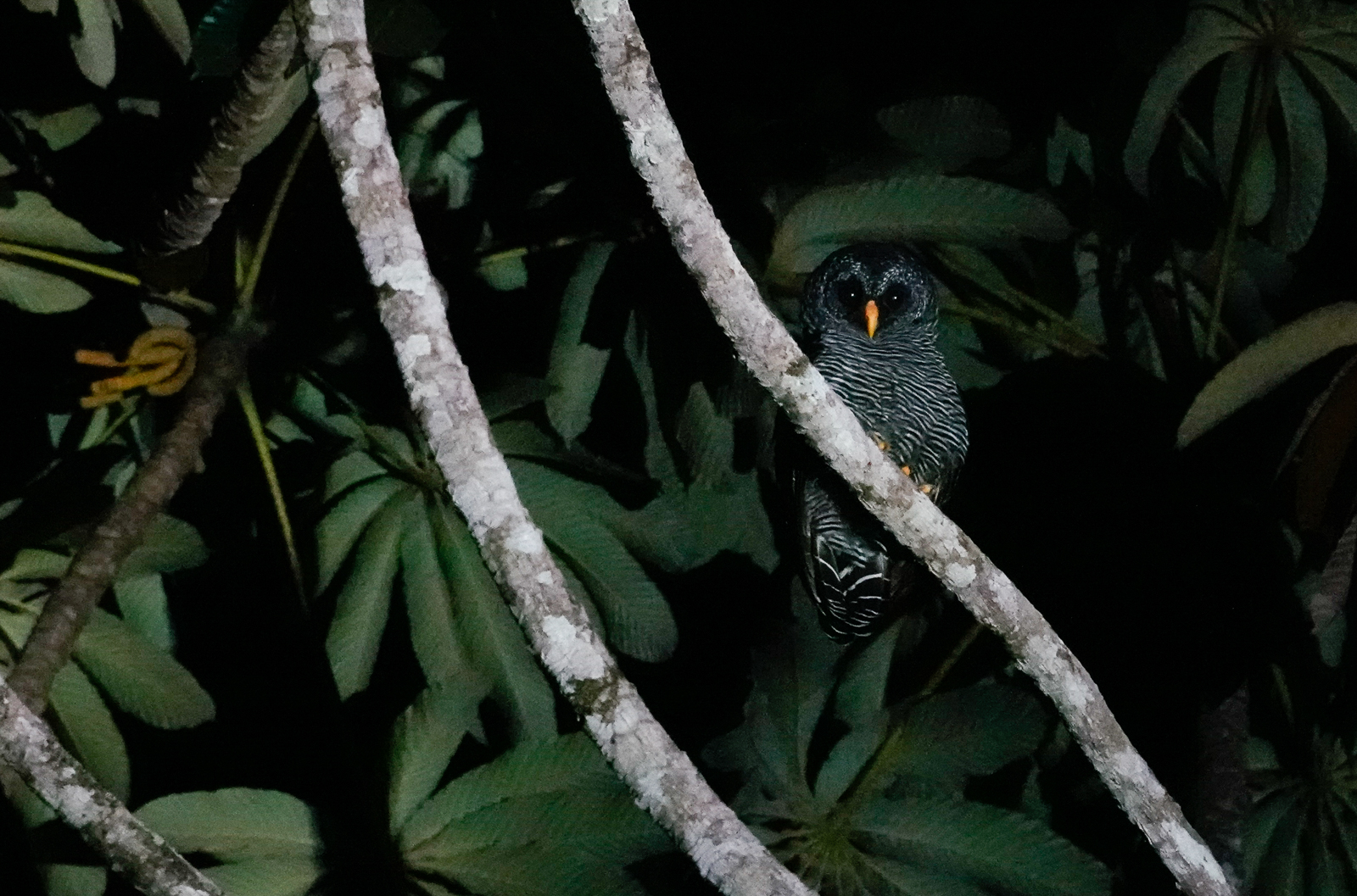 Black-banded Owl