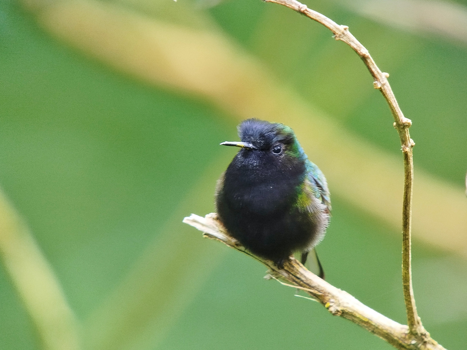 Black-bellied Hummingbird