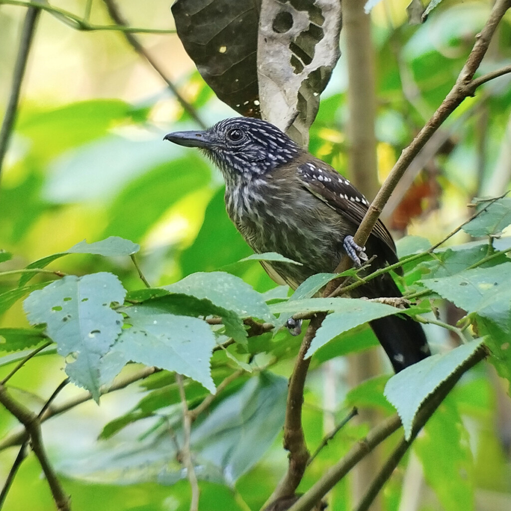 Black-hooded Antshrike