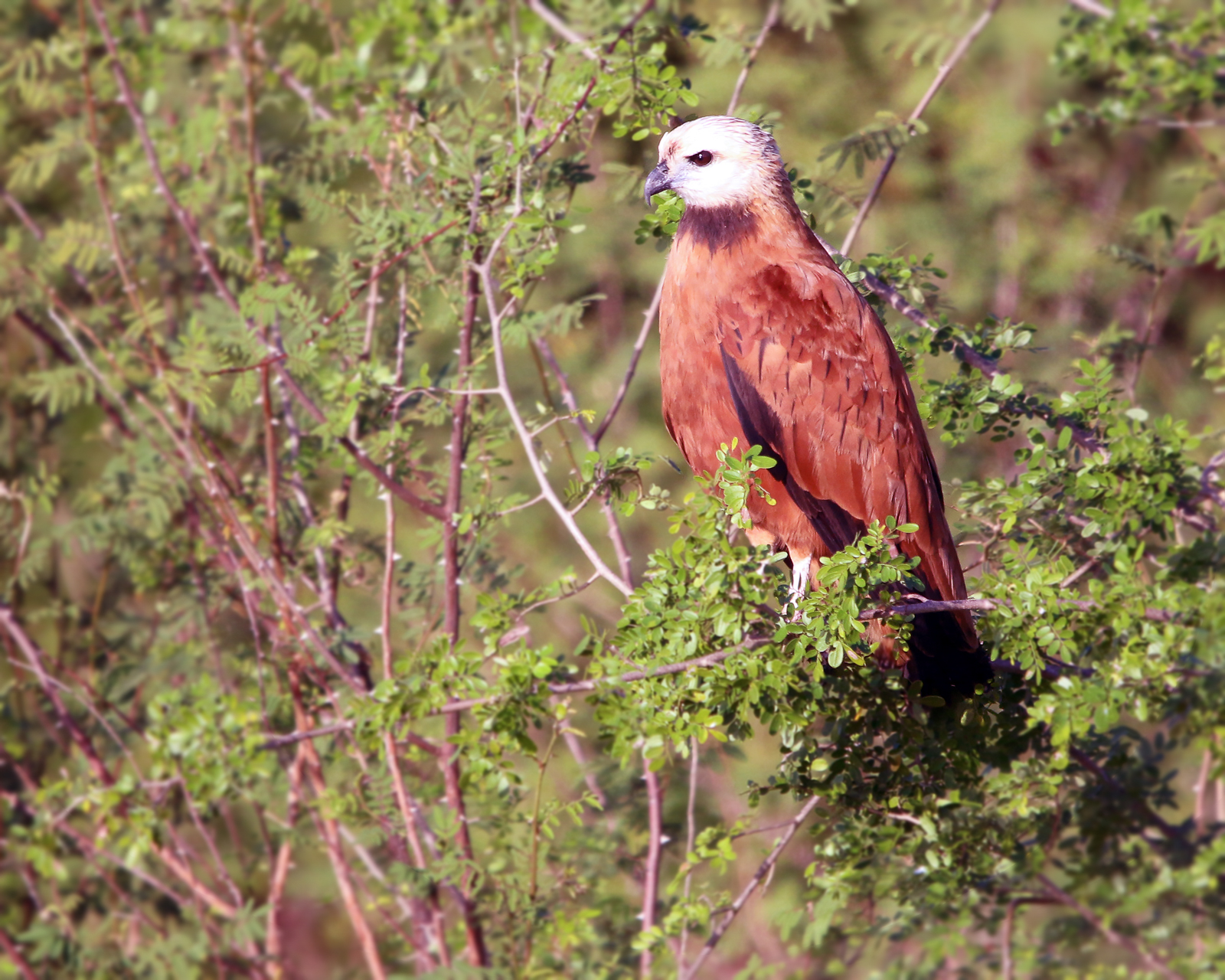 Black-collared Hawk