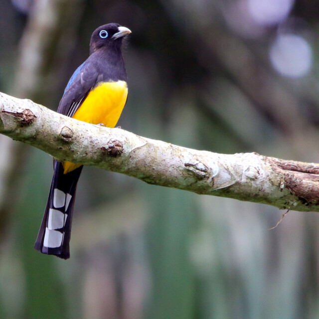 Black-headed Trogon