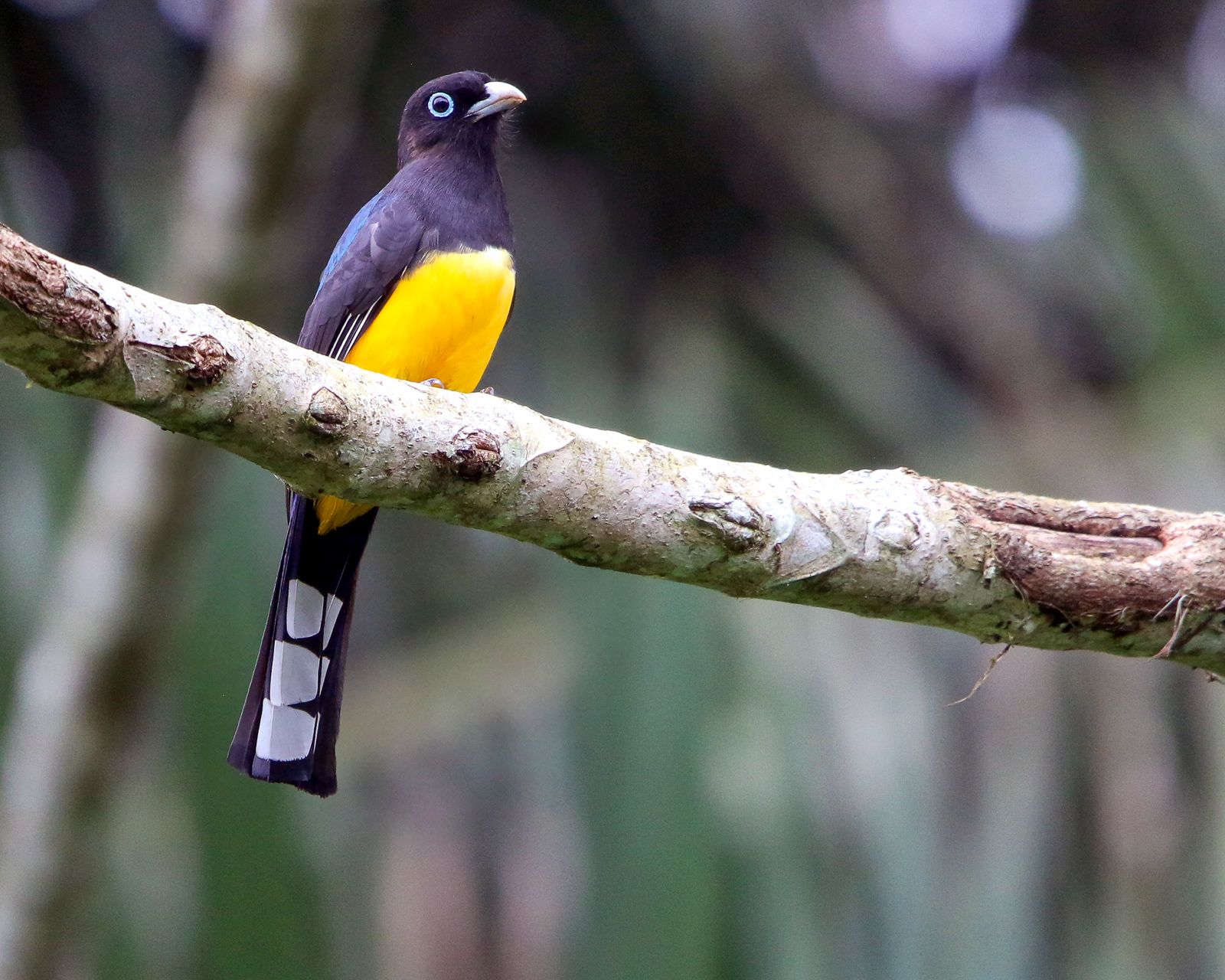 Black-headed Trogon