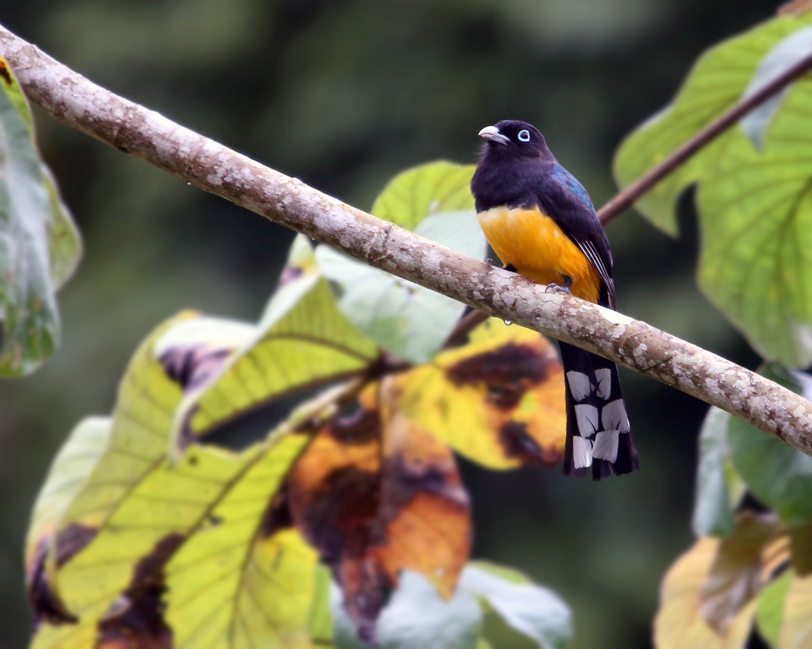 Black-headed Trogon